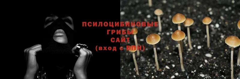 Псилоцибиновые грибы Psilocybe  где продают наркотики  Ливны 